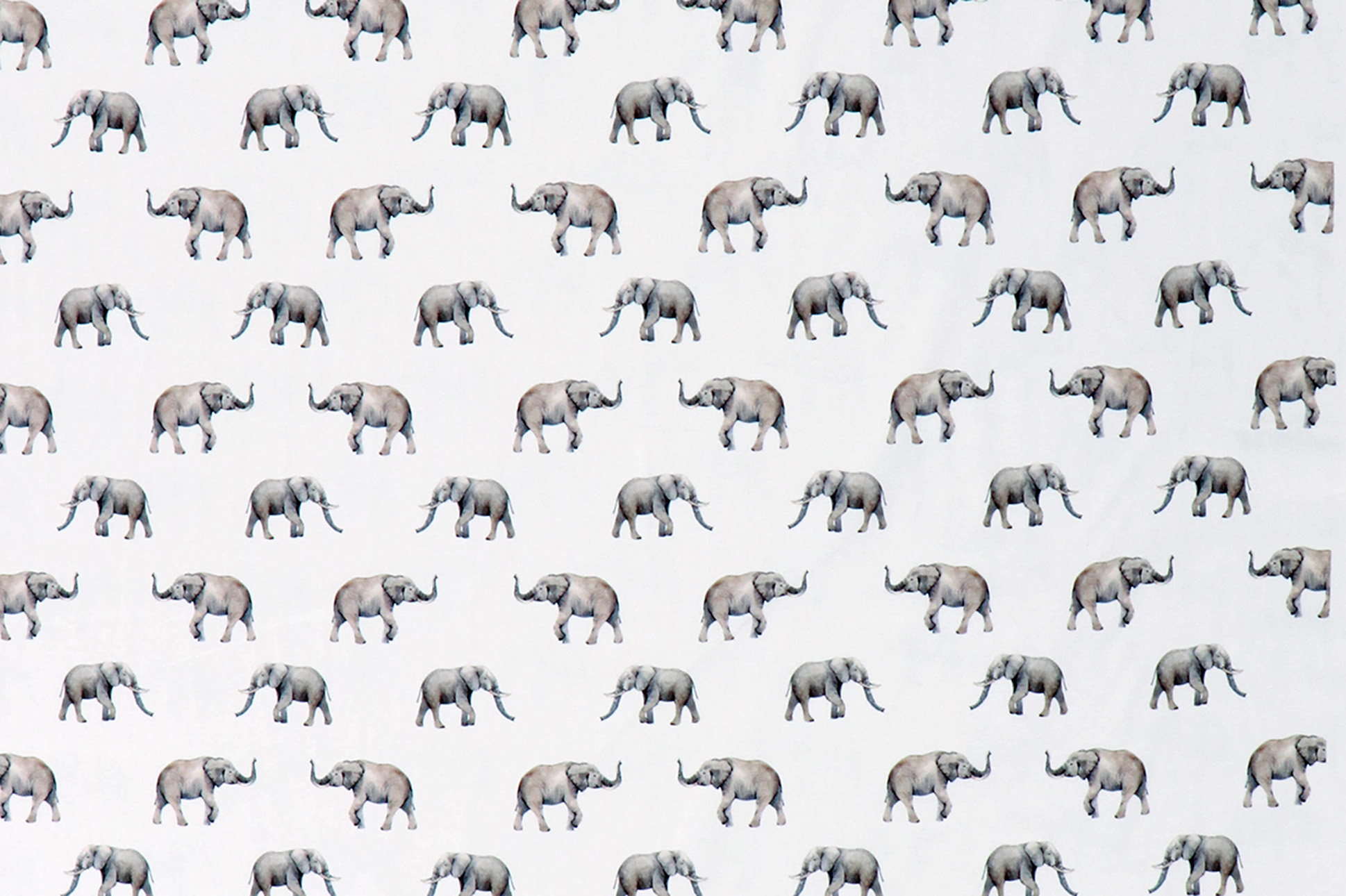 Jersey di cotone, elefanti